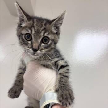 Tommy -  Domestic Short Hair Cat for Adoption in Reno, Nevada - Tommy | PetCurious