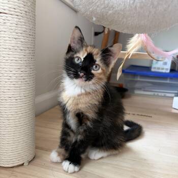 Belladonna -  Domestic Medium Hair Cat for Adoption in Albany, New York - Belladonna | PetCurious