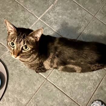 Rescue Domestic Short Hair Cats for Adoption in Wakefield, Massachusetts - Moose Tracks | PetCurious