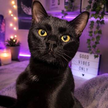 Steve -  Domestic Short Hair Cat for Adoption in Anderson, South Carolina - Steve | PetCurious