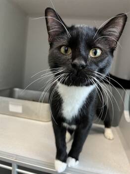 Rescue Domestic Short Hair Cats for Adoption in Bloomington, Illinois - TOULOUSE | PetCurious