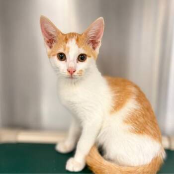 Spark -  Domestic Long Hair Cat for Adoption in Concord, North Carolina - Spark | PetCurious