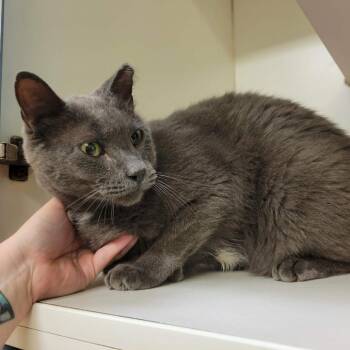 Iggy -  Domestic Short Hair Cat for Adoption in Columbia, Missouri - Iggy | PetCurious