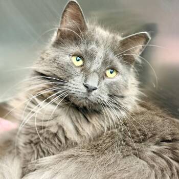Tony Montana -  Domestic Medium Hair Cat for Adoption in Jackson Township, New Jersey - Tony Montana | PetCurious