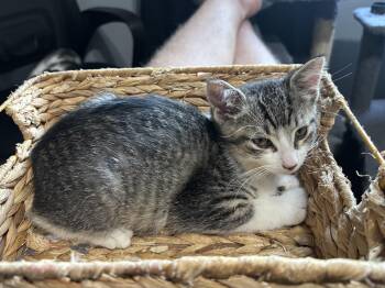 Alvin -  Tabby Cat for Adoption in Macomb, Michigan - Alvin | PetCurious