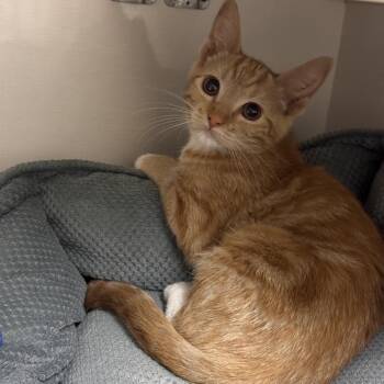 Phoenix -  Domestic Short Hair Cat for Adoption in Redwood City, California - Phoenix | PetCurious