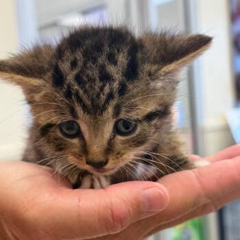Sinatra -  Domestic Short Hair Cat for Adoption in Madisonville, Tennessee - Sinatra | PetCurious