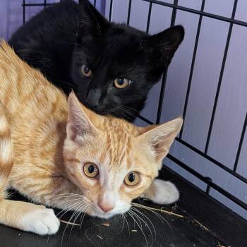 Fizzarollie -  Domestic Short Hair Cat for Adoption in Redwood Valley, California - Fizzarollie | PetCurious