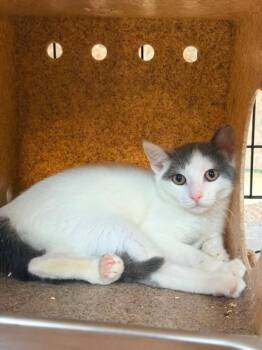 EDEN -  Domestic Short Hair Cat for Adoption in Hagerstown, Maryland - EDEN | PetCurious