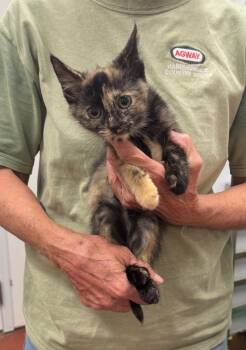 Rescue Domestic Short Hair Cats for Adoption in Camp Hill, Pennsylvania - Lucy Lu | PetCurious