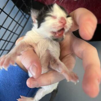 Domestic Short Hair Cats Available for Adoption in Greensboro, North Carolina - Plinky | PetCurious
