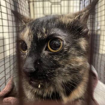 Okoye -  Domestic Short Hair Cat for Adoption in Chicago, Illinois - Okoye | PetCurious