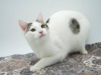 Sukuna (bonded w/ Azriel) -  Domestic Short Hair Cat for Adoption in Bowling Green, Kentucky - Sukuna (bonded W/ Azriel) | PetCurious