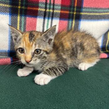 Tegan -  Domestic Short Hair Cat for Adoption in Hawthorne, California - Tegan | PetCurious