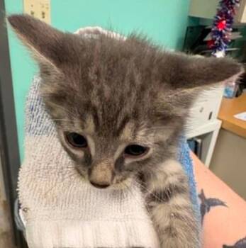 Steve -  Domestic Short Hair Cat for Adoption in Lampasas, Texas - Steve | PetCurious