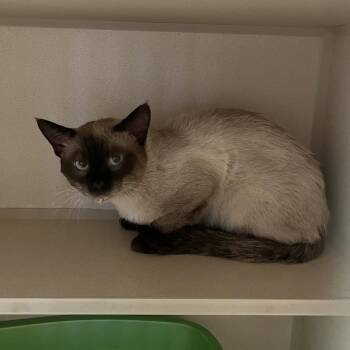 VanBuren -  Siamese Cat for Adoption in Normal, Illinois - VanBuren | PetCurious