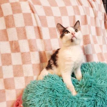 Ginseng -  Domestic Short Hair Cat for Adoption in Jefferson City, Tennessee - Ginseng | PetCurious