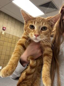 Domestic Short Hair Cats Available for Adoption in Greenfield, Indiana - Hondo | PetCurious