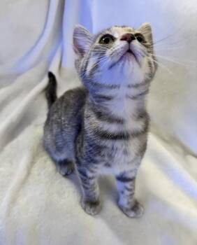 Alice WM -  Domestic Long Hair Cat for Adoption in Greenville, South Carolina - Alice WM | PetCurious