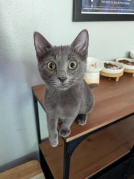 Boo -  Domestic Short Hair Cat for Adoption in Fort Collins, Colorado - Boo | PetCurious