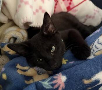 Domestic Short Hair Cats Available for Adoption in Hagerstown, Maryland - RINGPOP | PetCurious