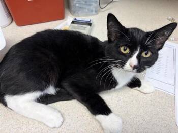 Cosmo -  Domestic Short Hair Cat for Adoption in Black Eagle, Montana - Cosmo | PetCurious