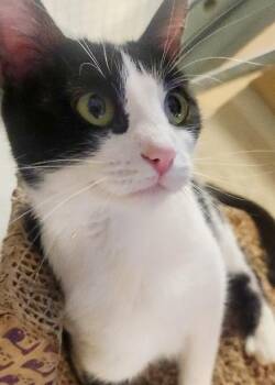 Rescue Domestic Short Hair Cats for Adoption in Mason City, Iowa - Saltine | PetCurious