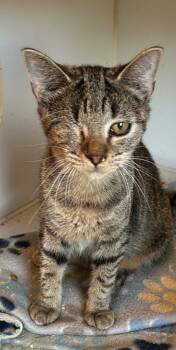 Rescue Domestic Short Hair Cats for Adoption in Cumming, Georgia - Hannah | PetCurious