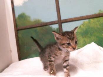 A2084091 -  Domestic Short Hair Cat for Adoption in Houston, Texas - A2084091 | PetCurious