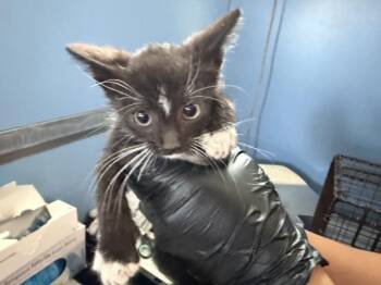 ALPHARD -  Domestic Short Hair Cat for Adoption in San Bernardino, California - ALPHARD | PetCurious