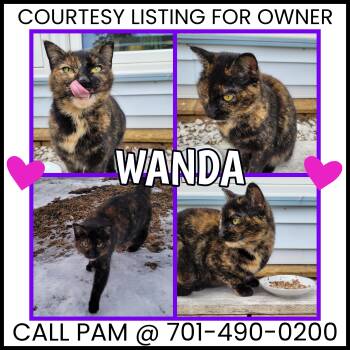 Tortoiseshell Cats Available for Adoption - Wanda - COURTESY LISTING FOR OWNER | PetCurious