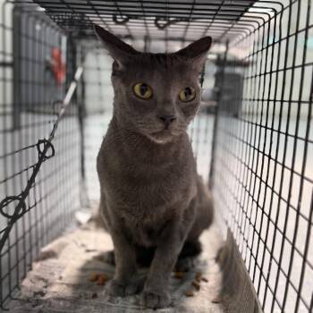 TUSC-Wildlife-84972 -  Domestic Short Hair Cat for Adoption in Tuscaloosa, Alabama - TUSC-Wildlife-84972 | PetCurious