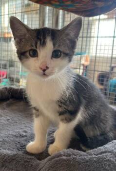 Domestic Short Hair Cats Available for Adoption - Alpine | PetCurious