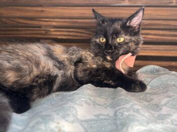 Pidge (Polydactyl, Extra Toes) -  Extra Toes Cat Hemingway Polydactyl Cat for Adoption in Lucedale, Mississippi - Pidge (Polydactyl, Extra Toes) | PetCurious