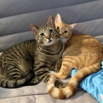 Alvin -  Domestic Short Hair Cat for Adoption in Ephrata, Pennsylvania - Alvin | PetCurious