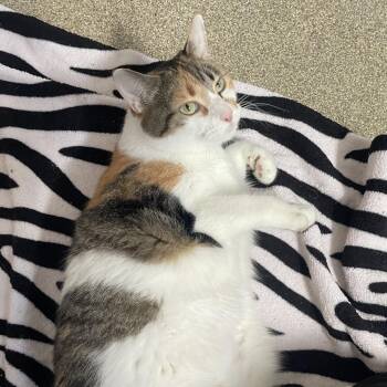 Lady Ballerina -  Domestic Short Hair Cat for Adoption in Chicago, Illinois - Lady Ballerina | PetCurious