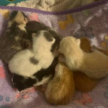 Domestic Short Hair Cats Available for Adoption in Washington, District Of Columbia - Princess Bride Litter- Miracle Max | PetCurious