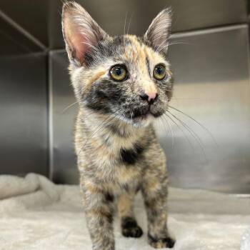 Domestic Short Hair Cats Available for Adoption in Medford, Oregon - Gretl | PetCurious