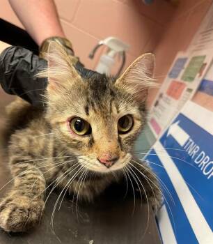 ROSIE -  Domestic Short Hair Cat for Adoption in Columbia, South Carolina - ROSIE | PetCurious