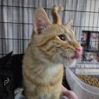 Oliver Cat OS AZ -  Domestic Short Hair Cat for Adoption in Las Vegas, Nevada - Oliver Cat OS AZ | PetCurious
