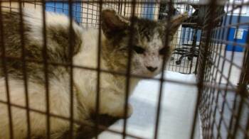 Rescue Domestic Short Hair Cats for Adoption in Doral, Florida - HAPPY | PetCurious