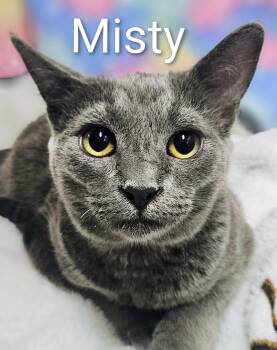 Misty - Rancho Cucamonga PetSmart -  Russian Blue Cat for Adoption in Yorba Linda, California - Misty - Rancho Cucamonga PetSmart | PetCurious
