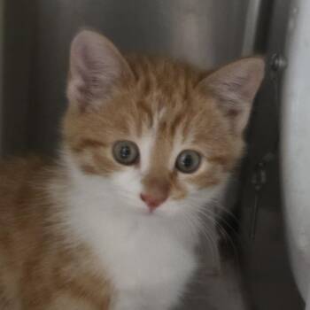 Flannery *Avail on 9/26 at Biddeford PetSmart* -  Domestic Short Hair Cat for Adoption in Kennebunk, Maine - Flannery *Avail On 9/26 At Biddeford PetSmart* | PetCurious