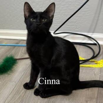 Cinna (Bonded with Rue) -  Domestic Short Hair Cat for Adoption in San Tan Valley, Arizona - Cinna (Bonded With Rue) | PetCurious