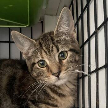 Morning Jacket -  Domestic Short Hair Cat for Adoption in Chicago, Illinois - Morning Jacket | PetCurious