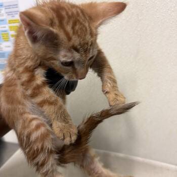 IVHS-A-142076 -  Domestic Short Hair Cat for Adoption in San Gabriel, California - IVHS-A-142076 | PetCurious