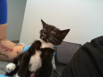 Domestic Short Hair Cats Available for Adoption in Charlotte, North Carolina - MULLIGAN | PetCurious