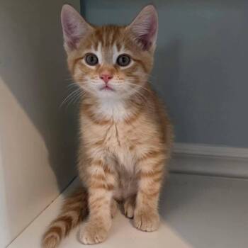 Dexter - A Gentle Personality -  Tabby Cat for Adoption in Hamilton, Ontario - Dexter - A Gentle Personality | PetCurious