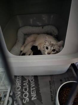Sigma -  Ragamuffin and Domestic Long Hair Cat for Adoption in Pacifica, California - Sigma | PetCurious