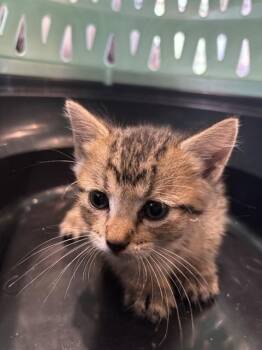PEQUENA -  Domestic Short Hair Cat for Adoption in St. Louis, Missouri - PEQUENA | PetCurious